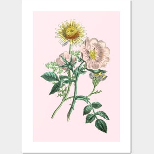 Dog Rose and Chamomile Flower Vintage Botanical Illustration Posters and Art